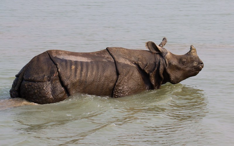 Chitwan Rhinos Give 5% of Merchandise Sales to Rhinos